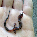 Red back salamander