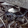 Northern Slimy salamander