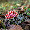 Amanite tue-mouches  - Fly Agaric