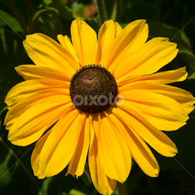 by Leon Myburgh - Flowers Single Flower