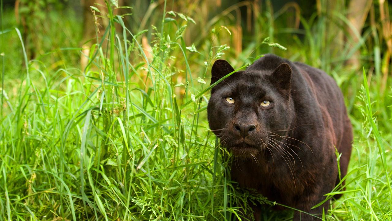 Black Panther Live Wallpaper Android Apps On Google Play