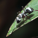 silver ant