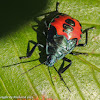 Florida predatory stink bug (nymph)