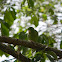 Periquito (Lorito) de Anteojos - Spectacled Parrotlet