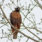 Red-tailed Hawk (rufous morph)