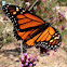 Monarch Butterfly