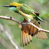 Green Bee-eater by S Balaji -  