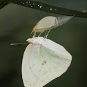 Lemon Migrant Butterfly