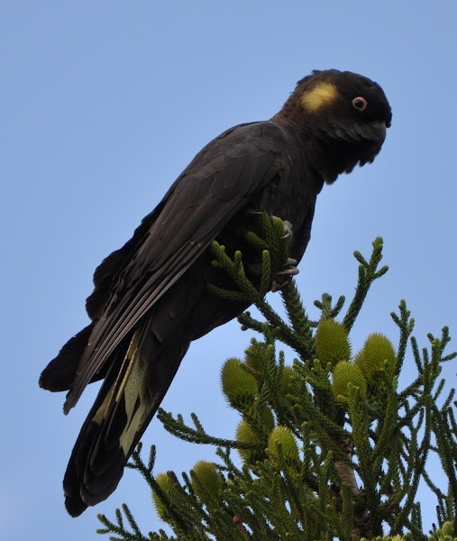 Yellow Tailed Black Cockatoo Male Project Noah