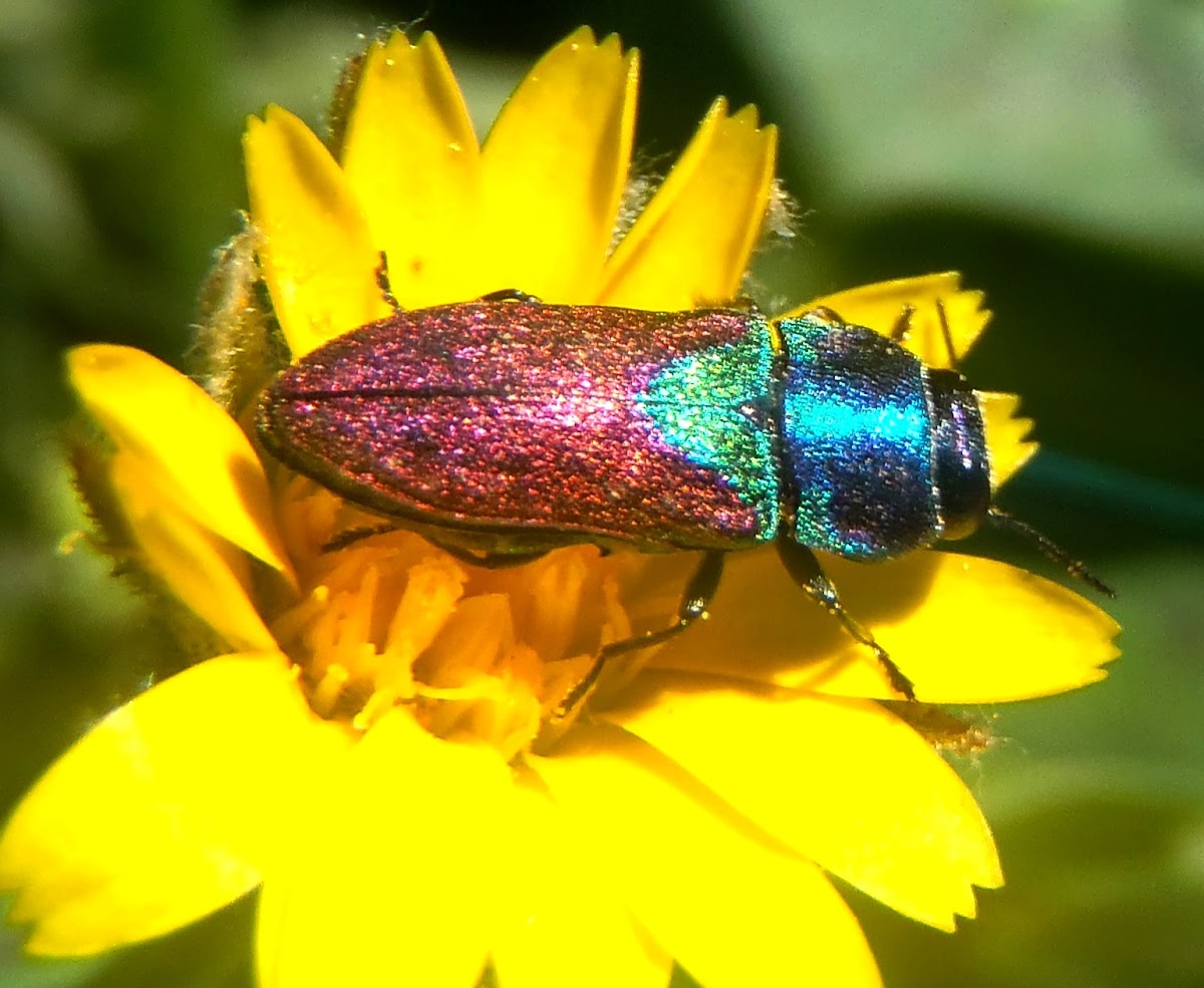 Jewel beetles. Escarabajo joya
