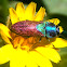 Jewel beetles. Escarabajo joya