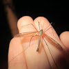 Cranefly