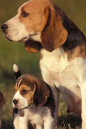 Beagle Puzzle by BookMan poster 4