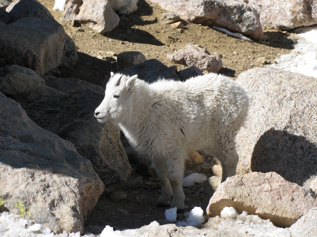 Mountain Goat Juvenile