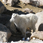 Mountain Goat Juvenile