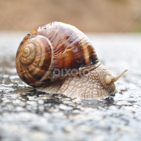 Say hello by Ahmet AYDIN - Animals Insects & Spiders