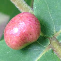 Blister Gall