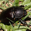 Rhinoceros Beetle or Elephant Beetle (female)
