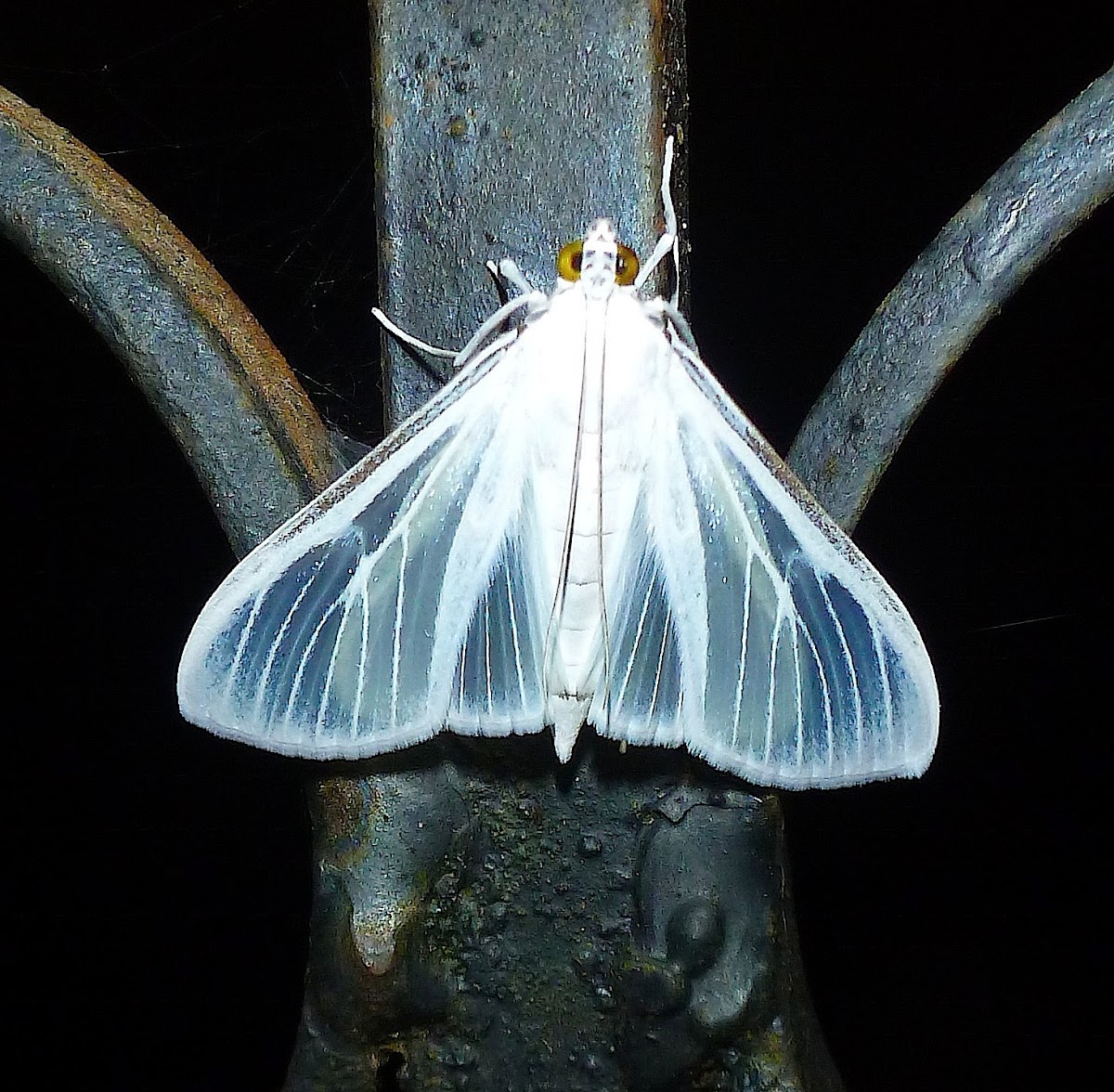 Satin White Moth