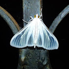 Satin White Moth