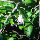 Ruby-throated Hummingbird