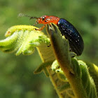 the Dotted-head Acacia Beetle