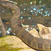 Midland water snake