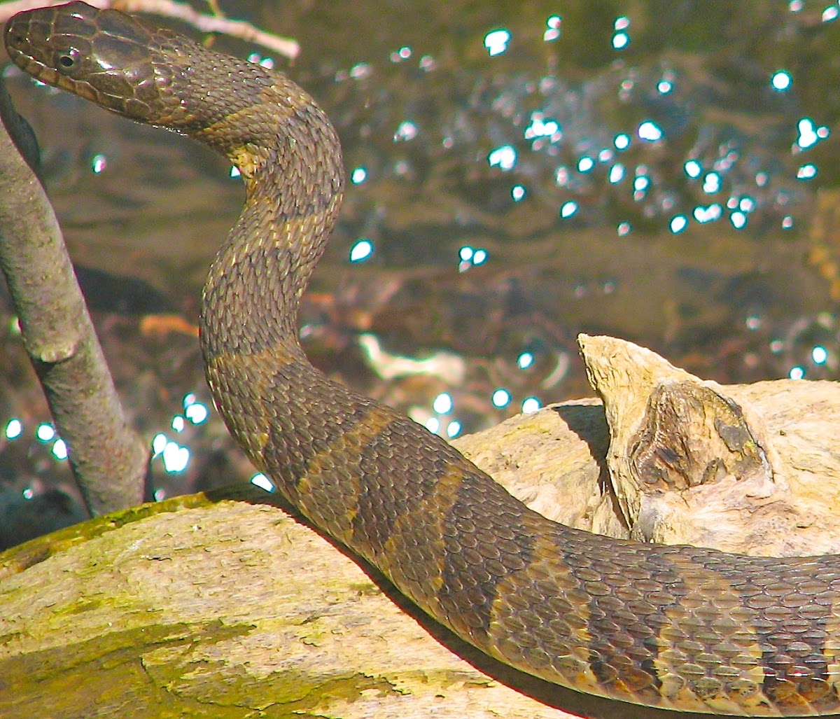 Midland water snake