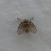 Filterfly, Mothmidge, Mothfly