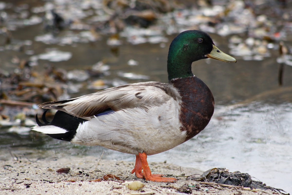Mallard duck (male)