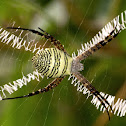 Eurasian Signature Spider