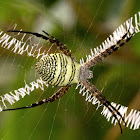 Eurasian Signature Spider