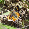 Field Crescent Butterfly