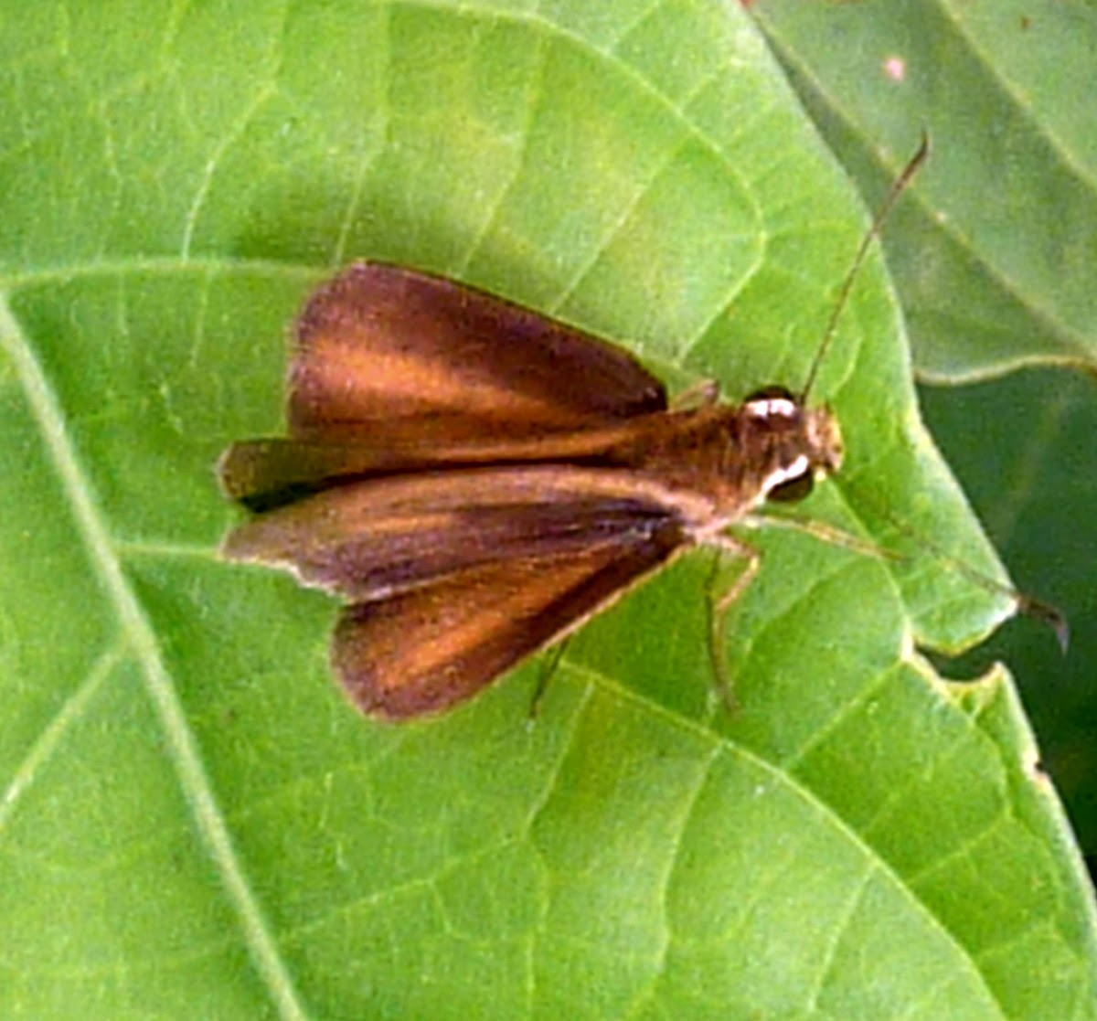 Mariposa