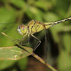 Perchers Dragonfly - Female