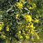 Acacia cyanophylla Lindl.