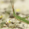 mediterranean slant-faced grasshopper