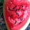 Blank ants on watermelon