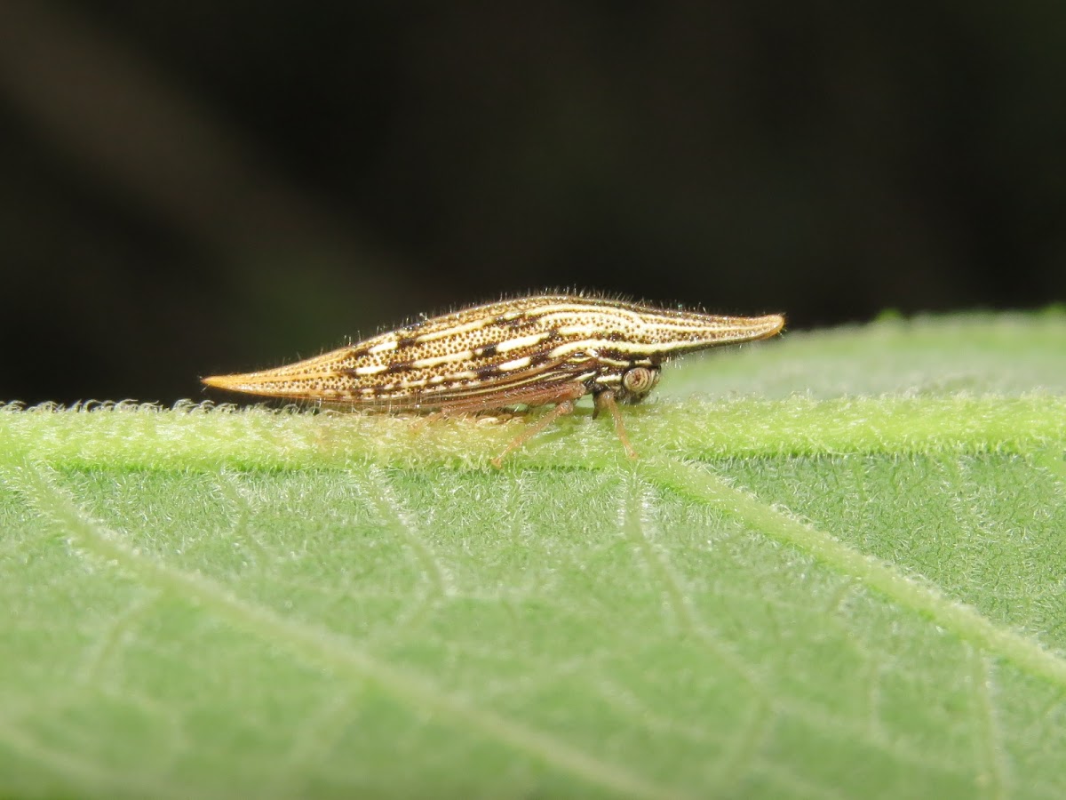 Unknown treehopper