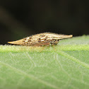 Unknown treehopper