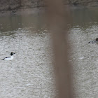 common goldeneye