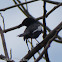 Oriental Magpie-robin