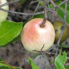 Gopher apple