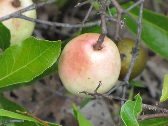 Gopher apple | Project Noah