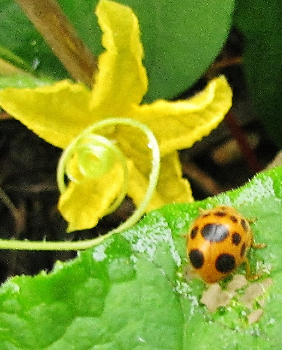 Ladybird Squash eating bug