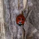 7 spotted Ladybird