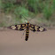 Common Wasp Moth (not sure whether this occurs in China, but it is a starting point)