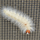 Edwards Wasp Moth Caterpillar