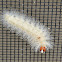 Edwards Wasp Moth Caterpillar