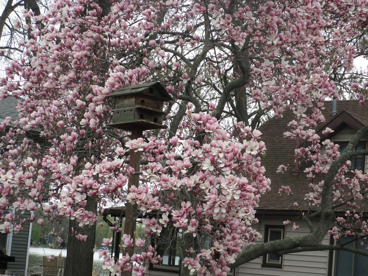 Magnolia Blossom Tree